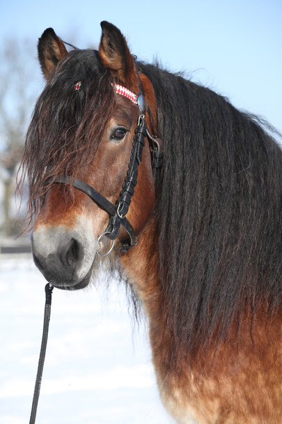 Cavalo de tração holandês com freio no inverno
 - Foto, Imagem