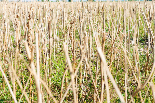 Freshly harvested golden straw stubble field in summer and autumn, Ukraine, Kiev region  - Photo, image