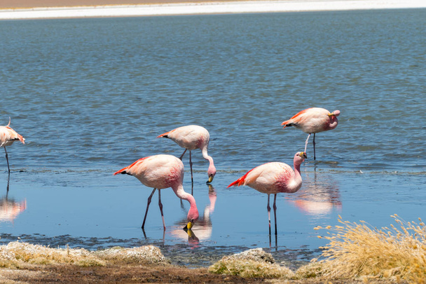Espetacular vista panorâmica de james flamingos rosa no Lago Canapa (lagoa). Bela paisagem dos espetaculares Andes bolivianos e Altiplano no magnífico deserto de Siloli, perto de Salar de Uyuni, Bolívia
 - Foto, Imagem