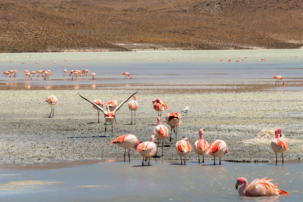 Impresionante vista panorámica de los flamencos james rosados en el lago Hedionda (laguna). Hermoso paisaje de espectaculares Andes bolivianos y Altiplano en el magnífico desierto de Siloli, cerca de Salar de Uyuni, Bolivia
 - Foto, imagen