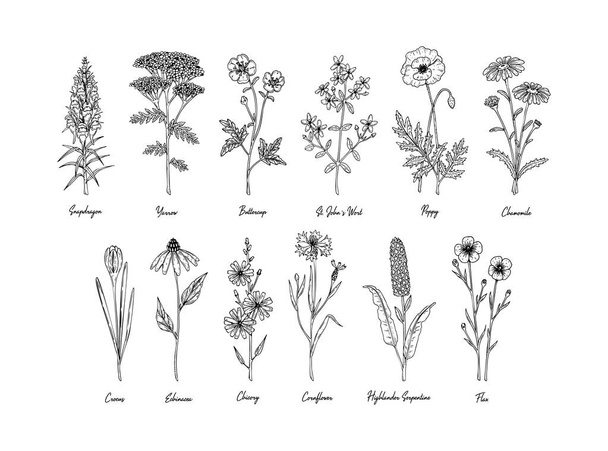 Set of hand drawn meadow flowers with names isolated on white. Vector illustration in sketch style - Vector, Image
