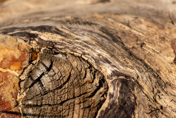 Крупный план ствола дерева в лесу с глубокими трещинами коры в качестве естественного фона с размытым фоном и копировального пространства показывает защиту окружающей среды и уход и устойчивые проекты лесопромышленного производства
 - Фото, изображение