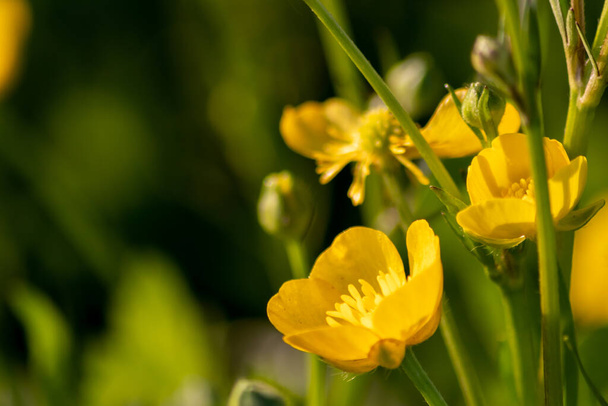 Желтые цветы лютик в полном расцвете и солнечная подсветка показать светлую сторону весны и предложить нектар насекомым, как пчелы и мухи на лугах и полях для охраны здоровья окружающей среды
 - Фото, изображение