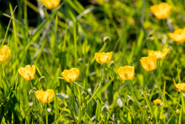 Gele boterbloem bloemen in volle bloei en zonnige achtergrondverlichting tonen de zonnige kant van de lente en bieden nectar aan insecten zoals bijen en vliegen in de weiden en velden voor de bescherming van de gezondheid van het milieu - Foto, afbeelding