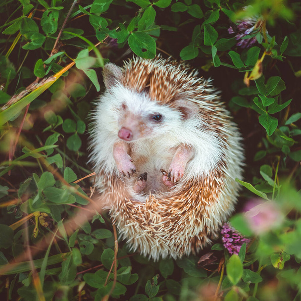 ježek stočený do klubíčka v letní trávě zblízka - Fotografie, Obrázek