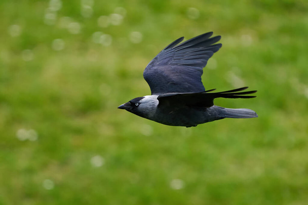 Western jackdaw in flight with vegetation in the background - Фото, изображение