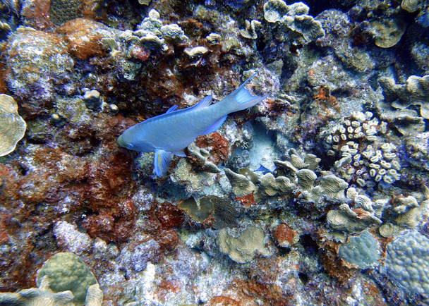 Une photo sous-marine d'un poisson-perroquet nageant autour du rocher et des récifs coralliens dans l'océan. Le perroquet est un groupe coloré d'espèces marines (95) que l'on trouve dans les océans tropicaux et subtropicaux relativement peu profonds du monde entier.. - Photo, image