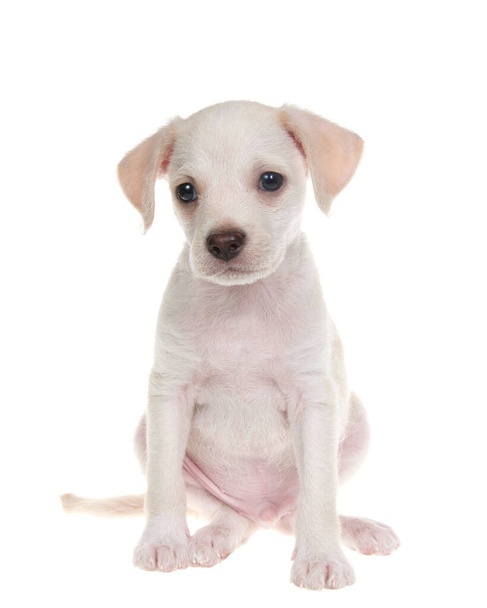 Портрет очаровательного маленького щенка в лаборатории чихуахуа, сидящего лицом к зрителю, изолированного на белом фоне
. - Фото, изображение