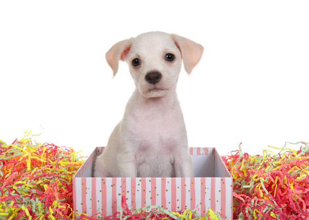 Portret van een schattige kleine chihuahua lab mix puppy zittend in een roze gestreepte doos omringd door kleurrijke confetti tegenover de kijker, geïsoleerd op witte achtergrond. - Foto, afbeelding