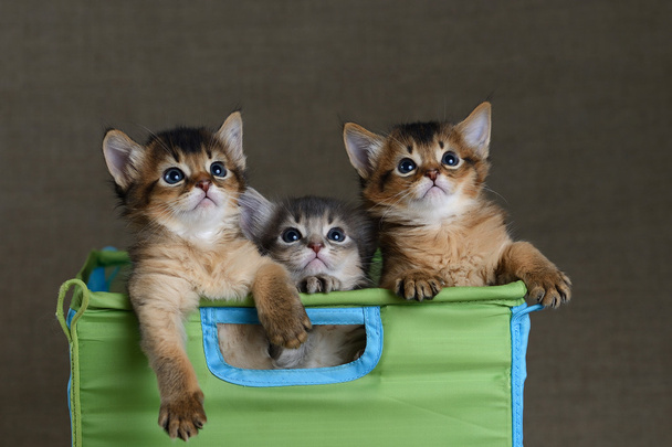 Три милых сомалийских котенка на сером фоне
 - Фото, изображение