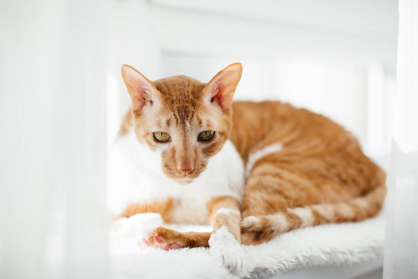 緑の目のストリップ生姜猫は白いカーテンの窓の上にあります。コーニッシュ・レックス. - 写真・画像