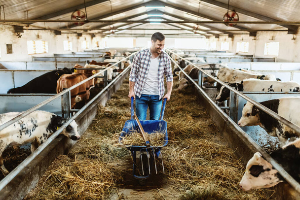 Full length of handsome caucasian farmer in jeans and plaid shirt pushing wheelbarrow with hay and looking at calves. Stable interior. - Foto, immagini