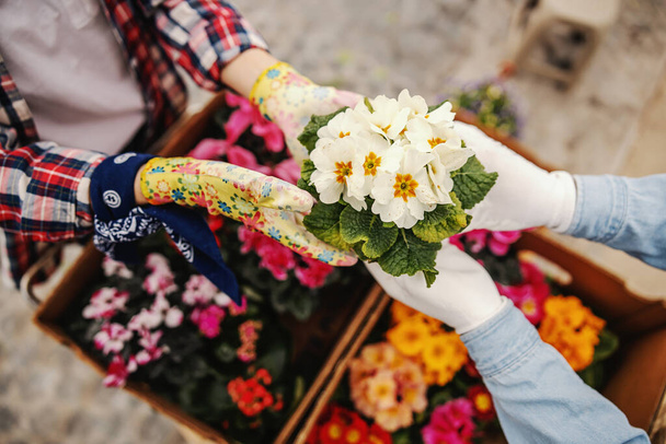 Aerial view of two gardeners in love holding pot with white flowers. - Photo, image