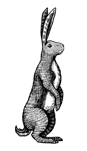 Wild hare or brown rabbit stands on its hind legs. European Bunny or cowardly coney. Hand drawn engraved old animal sketch for T-shirt, tattoo or label or poster. Vector illustration. - Vector, Image