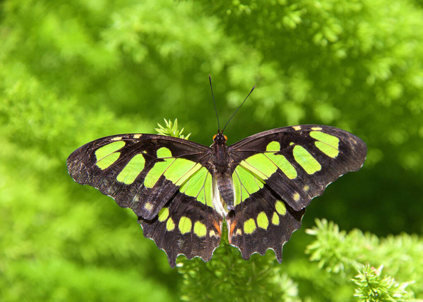 farfalla verde e marrone, Siproeta staleness, o Malachite Farfalla neotropicale su felci verde brillante
 - Foto, immagini