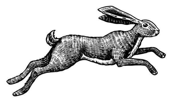 Дикий зайчик або кролик стрибають. Милий зайчик або коні тікає. Рука намальована гравірованим старим ескізом для футболки, татуювання або лейблу або плаката. Тварина біжить. Векторні ілюстрації
. - Вектор, зображення