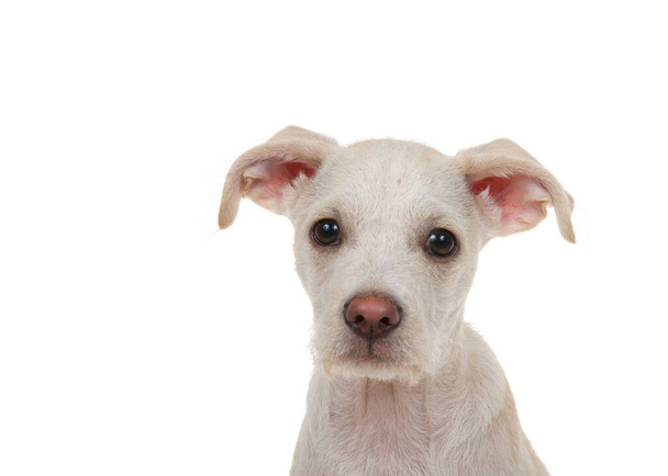Ritratto ravvicinato di un adorabile cucciolo di terrier color crema e abbronzatura, di 4 mesi. Isolato su sfondo bianco
. - Foto, immagini