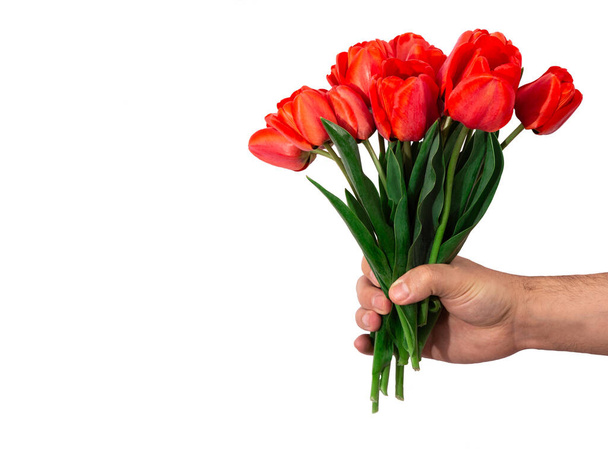 Bir erkek elinde bir buket kırmızı lale. Paskalya için bahar çiçekleri, anneler günü ve diğer tatiller için. - Fotoğraf, Görsel