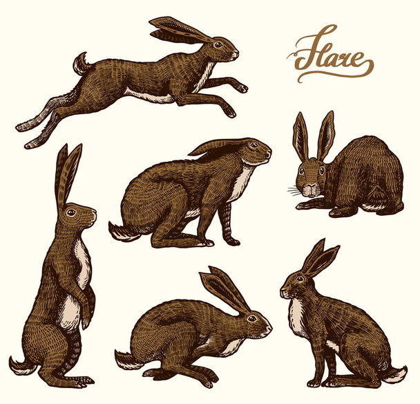 Дикі зайці. Кролики сидять і стрибають. Лісовий кролик або колекція коні. Рука намальована гравірованим старим ескізом для футболки, татуювання або лейблу або плаката. Векторні ілюстрації
. - Вектор, зображення