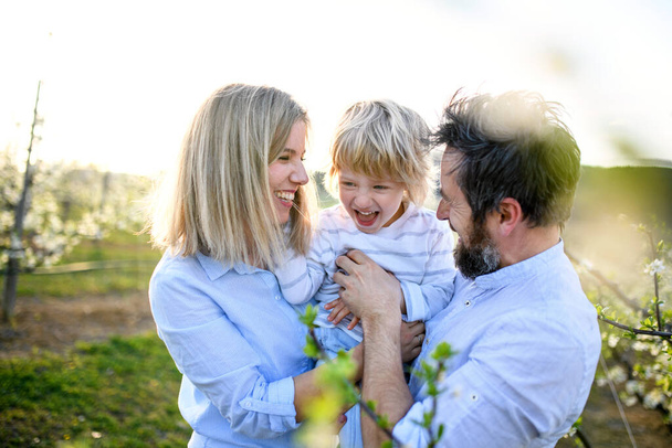 Family with small son standing outdoors in orchard in spring, laughing. - Foto, imagen
