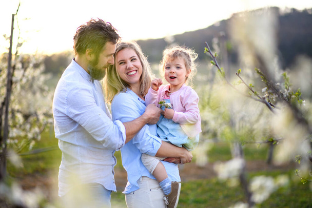 Family with small daughter standing outdoors in orchard in spring, laughing. - Foto, immagini