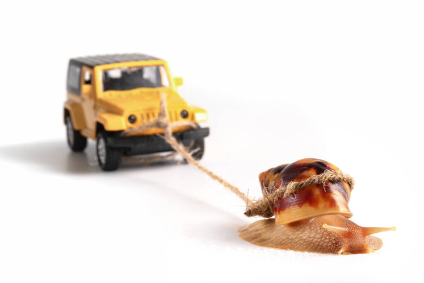 The concept of a sluggish business. The snail Achatina pulls on the trailer car - Fotografie, Obrázek