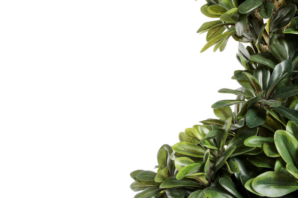 Green decorative bush border - Фото, изображение