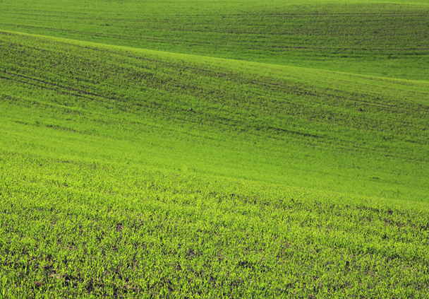 Green stand field - Fotoğraf, Görsel
