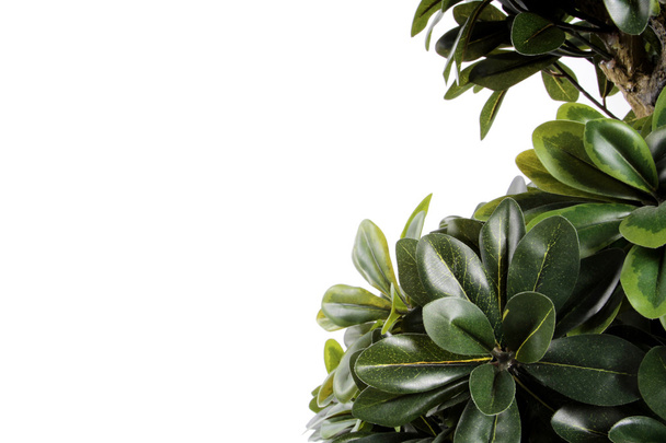 Green decorative bush border - Фото, изображение