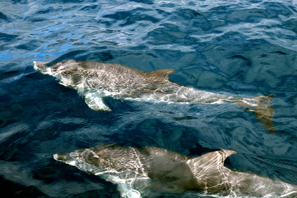 スペインのテネリフェ島で2匹のイルカ - 写真・画像