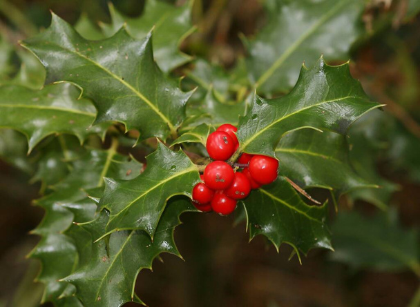 Ilex aquifolium (Holly, common holly, English holly, European holly, ή περιστασιακά Christmas holly). Χριστούγεννα. - Φωτογραφία, εικόνα