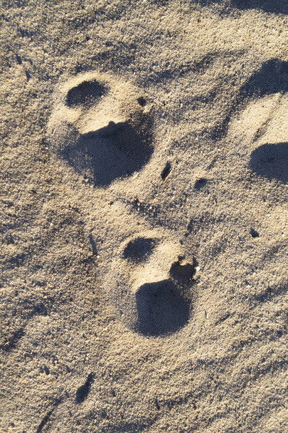 Bir kurt dokusunun iki ayak izi. Üst Manzara. Dikey - Fotoğraf, Görsel