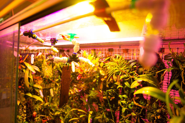 Un'azienda con piante tropicali e lampade fotografiche senza persone
 - Foto, immagini
