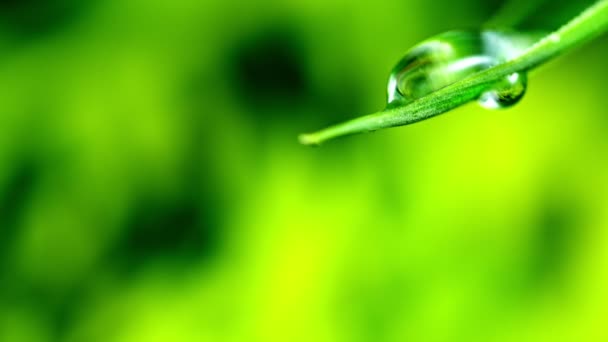 folha verde fresca com gota de água, conceito de relaxamento, câmera lenta
 - Filmagem, Vídeo