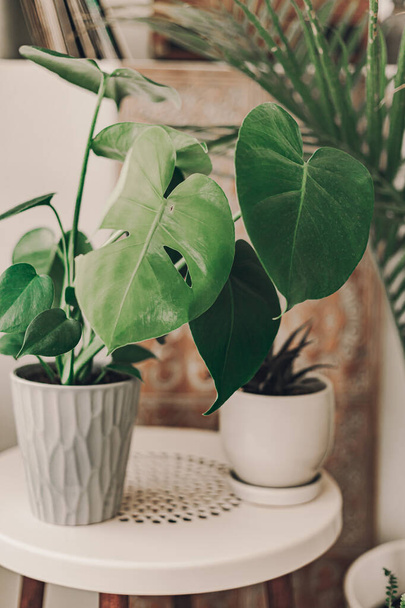 Home plant heaven. Green plants in boho living room. Monstera plant. Tropical flowers. Bohemian lifestyle. Ceramic pots. Home garden hobby. Deep green. Large leaf on mostera plant. Holes in the leaves - Zdjęcie, obraz