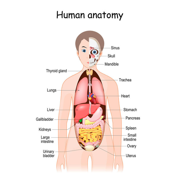 Anatomie des menschlichen Körpers. Wissenschaftliche medizinische Illustration. innere Organe des Weibchens. flaches Infoplakat. Lage und Definitionen. Vektor. - Vektor, Bild