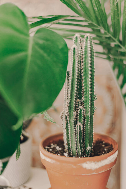 Home plant heaven. Green plants in living room. Cactus, succulent plants. Tropical, dessert flowers. Bohemian lifestyle. Selected focus. Home garden hobby. Orange, sand, green colors. - Fotografie, Obrázek