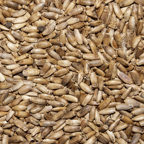 Milk Thistle seeds.Background of milk Thistle seeds. - Photo, Image