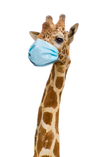 giraffe met gezondheid gezichtsmasker, zorg concept - Foto, afbeelding