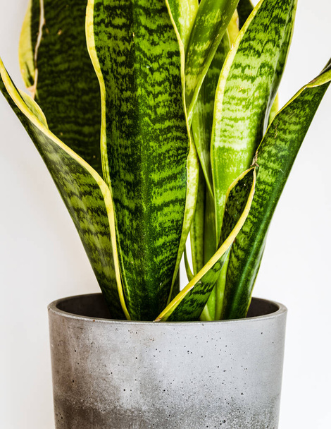 Close-up on the beautifully patterned leaves of a snake plant (sansevieria trifasciata var. Laurentii) in a concrete planter. Attractive houseplant detail on white background in modern interior.  - Valokuva, kuva