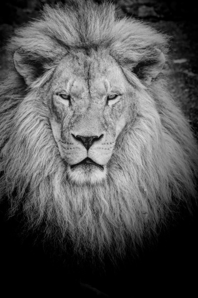 Dangerous lion b&w - Photo, Image