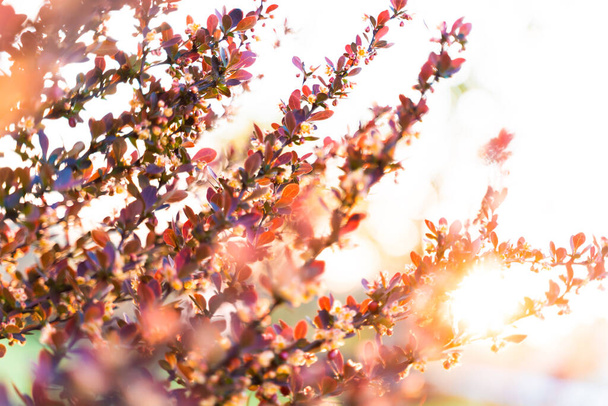 Frühling Hintergrund. Schöne Naturszene mit blühenden Bäumen und Sonnenstrahlen. Schöne Orchard Abstrakte verschwommenen Hintergrund. Getöntes Bild, Kopierraum. - Foto, Bild