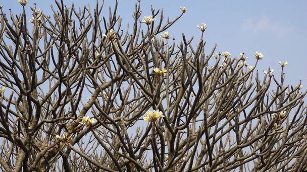 Champa, an exotic tree of India with flowers that produce a divine fragrance, a tree of life, plumeria, Krishna's favorite flower, it is believed that the fragrance of champa should remind people of the beauty of the endless journey of the soul. - Photo, Image