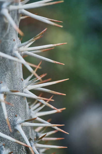 Closeup macro cactus details nature stock photo - Foto, imagen