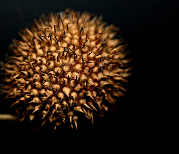 frutta sferica a forma di corona ricoperta di spine e punte appuntite su fondo nero
 - Foto, immagini
