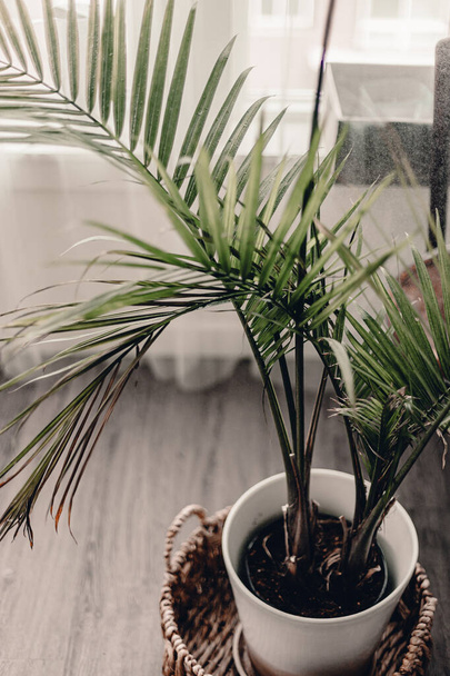 Home garden plants. Taking care of green plants. Large green palm in wicker basket. Spraying water on leaves. Give water to plant. Moist dirt in plant pot. Plant palm in living room. Water drops. - Foto, Imagem