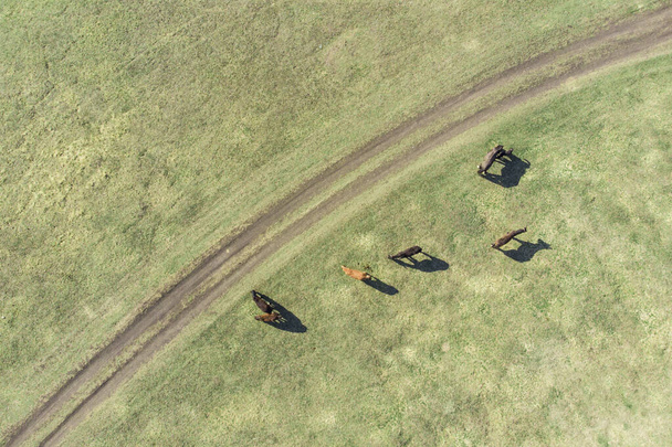 Grazing horses on a field road, photograph from a drone - Photo, image