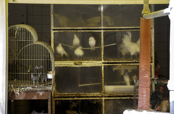 Linnut Kiinan markkinoilla, yksityiskohta eläinten rehun ihmisille
 - Valokuva, kuva