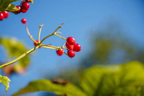 Bulanık mavi gökyüzü arka planında kırmızı viburnum üzümleri, kopyalama alanı - Fotoğraf, Görsel