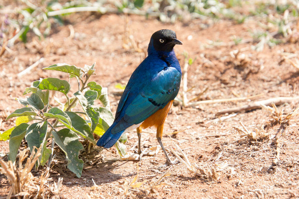krásná barevné vynikající starling v africké stepi - Fotografie, Obrázek